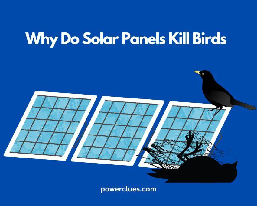 why do solar panels kill birds